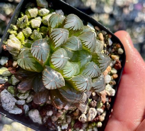 玉露休眠|[多肉植物] 玉露的基本照顧整理 Haworthia obtuse－小。